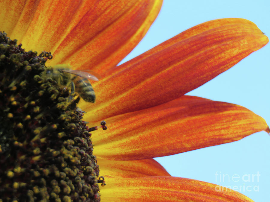 Bee My Sunflower Photograph by Mary Mikawoz