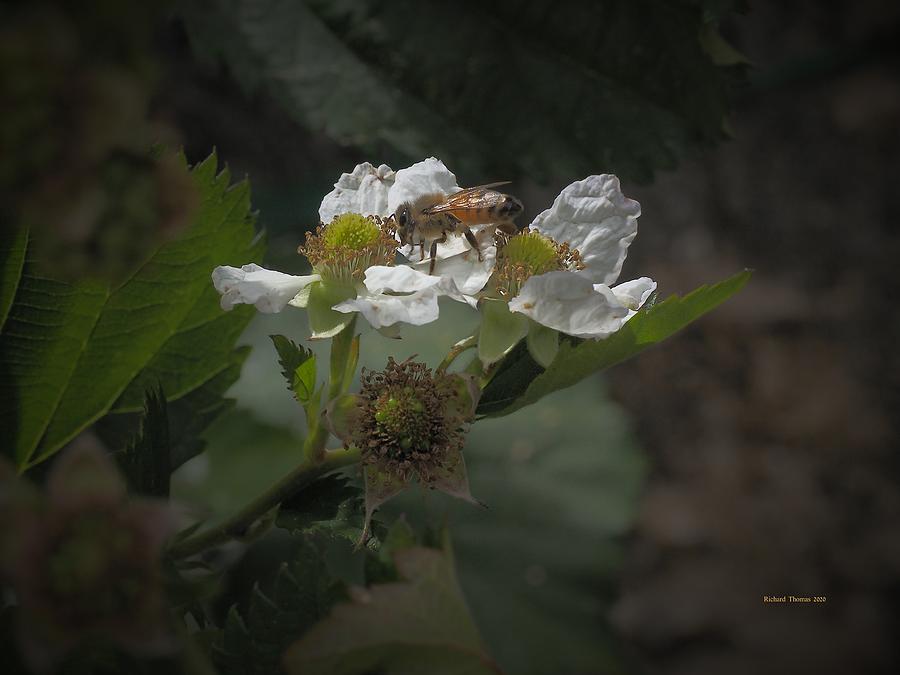 Bee N Berry Blossom Photograph by Richard Thomas