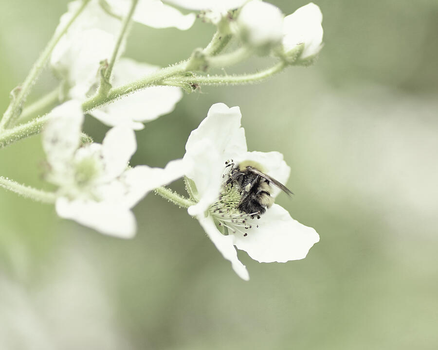 Bee Napping Photograph by Sue Capuano Bee Napping Photograph by Sue Capuano