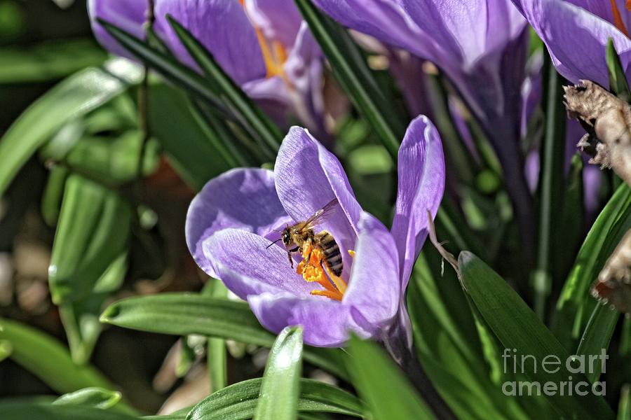Bee Nibbling on Crocus Flower Photograph by Patricia Youngquist