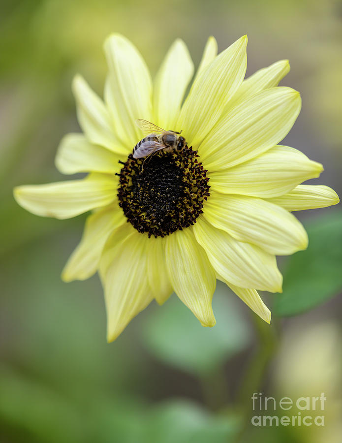 Bee On A Beautiful Yellow Sunflower Photograph