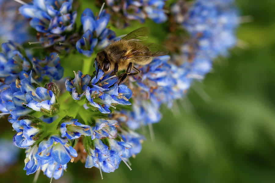 Bee on a blue Echium Fastuosum Photograph by Jean-Luc Farges