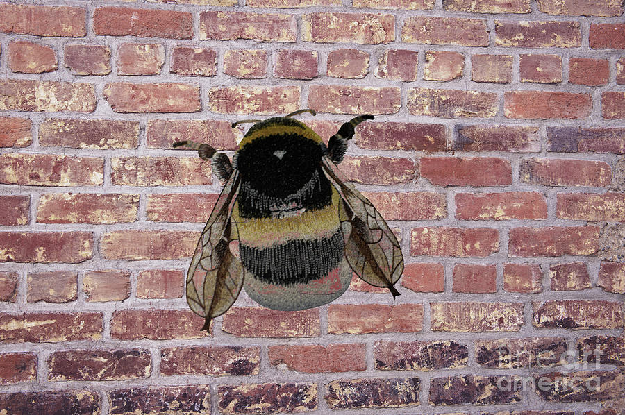 Bee on a brick wall Photograph by Pics By Tony