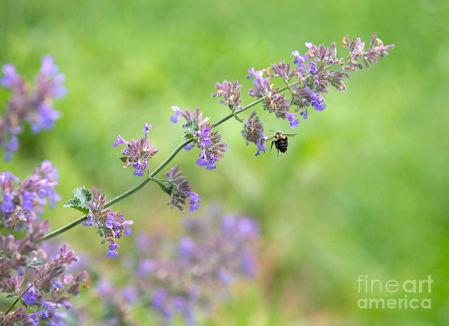 Bee On A Catmint Plant Photograph