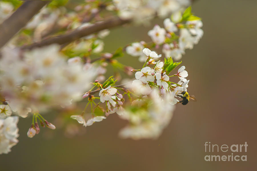 Bee on a Cherry Blossom in Springtime Photograph by Diane Diederich