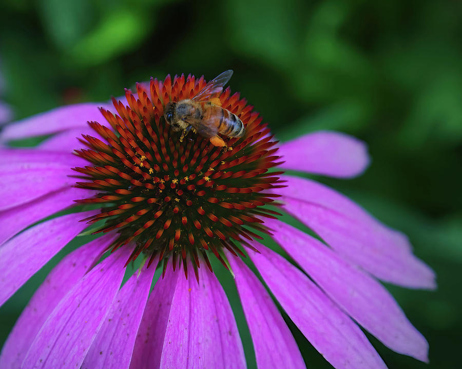 Bee on a Cone Flower Photograph by Flinn Hackett