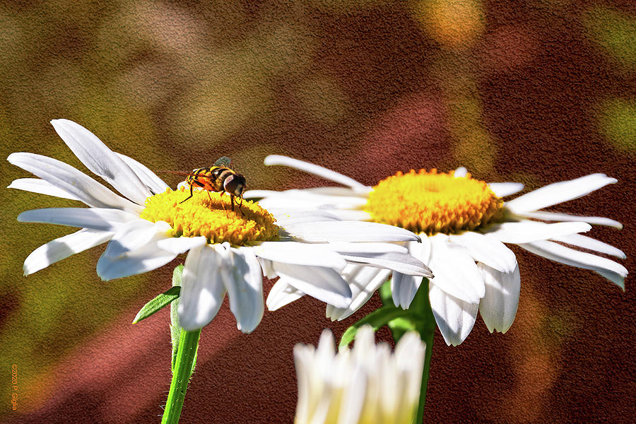 Bee on a Daisy Photograph by Paul Giglia