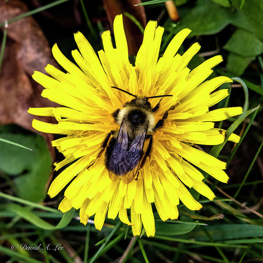 Bee on a Dandelion Photograph by David Lee