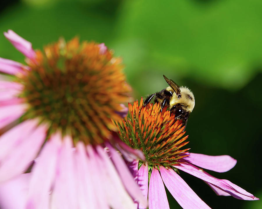 Bee on  a Flower Photograph by Flinn Hackett