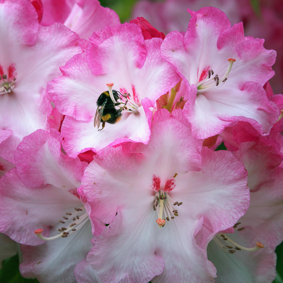Bee on a Flower Photograph by Joan Carroll