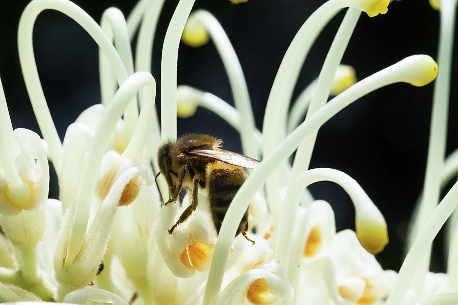 Bee on a grevillea moonlight Photograph by Jean-Luc Farges