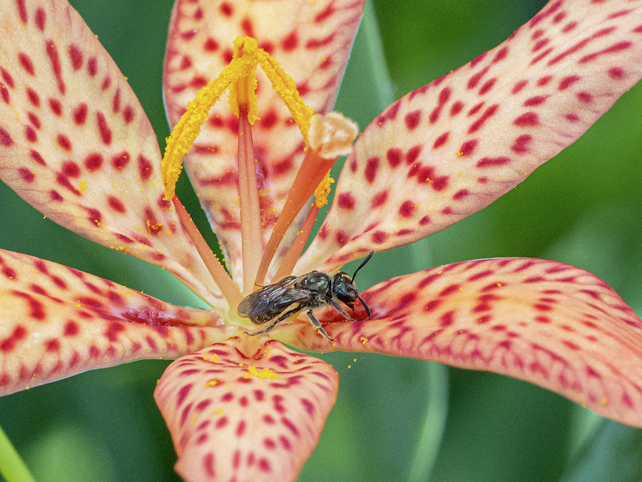 Bee on a Lily Photograph by Cornelis Verwaal