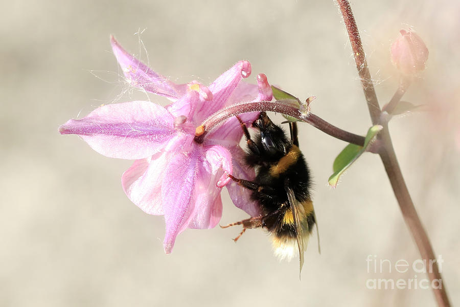 Bee on a Pink Aquilegia Photograph by Terri Waters