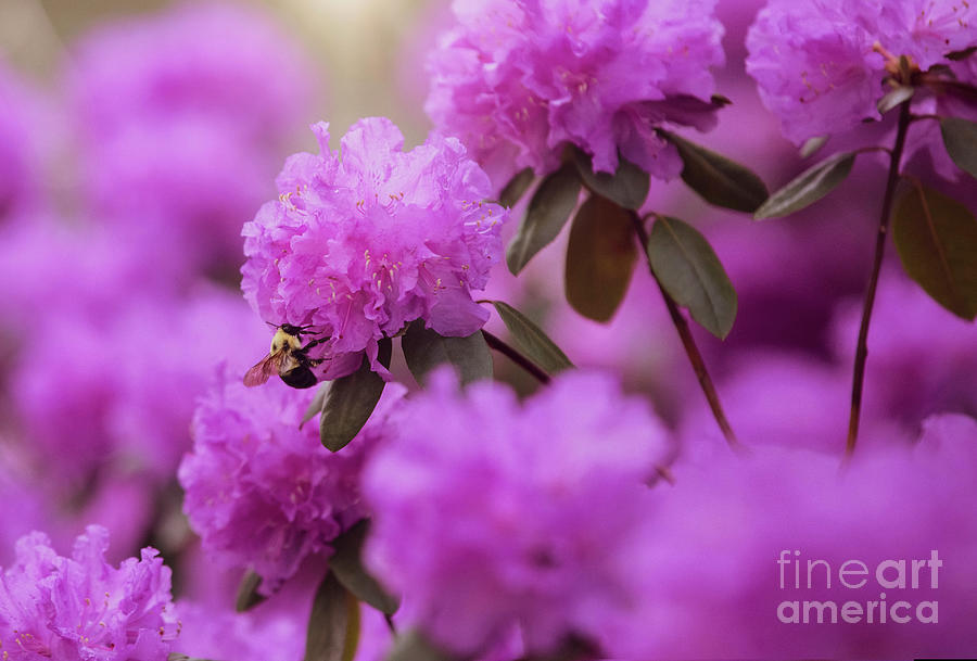 Bee On A Pink Azalea Photograph