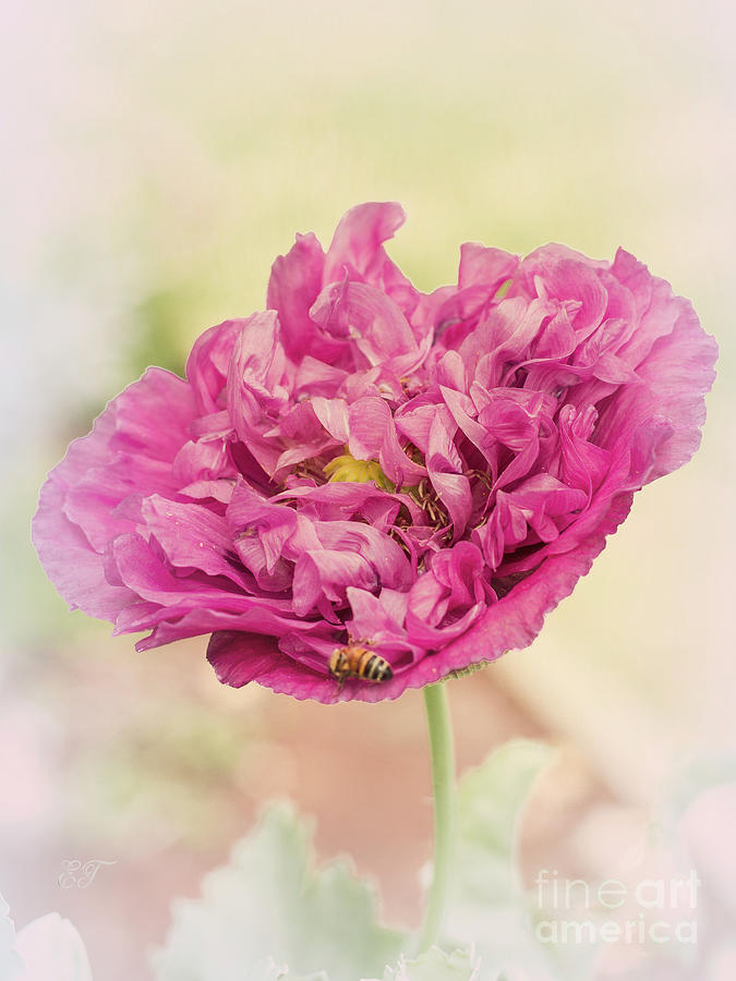 Bee on a Poppy Photograph by Elaine Teague