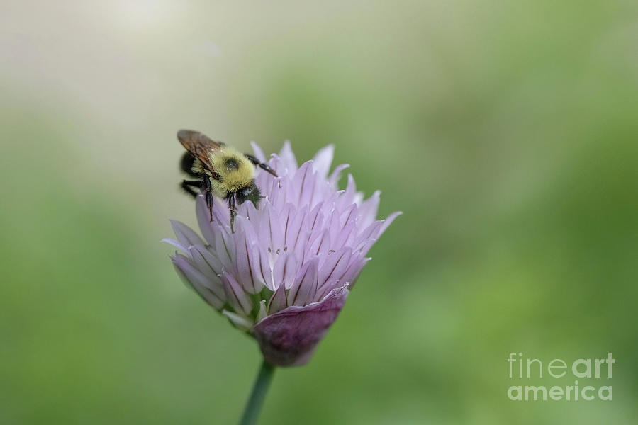 Bee On A Purple Chive Blossom Photograph
