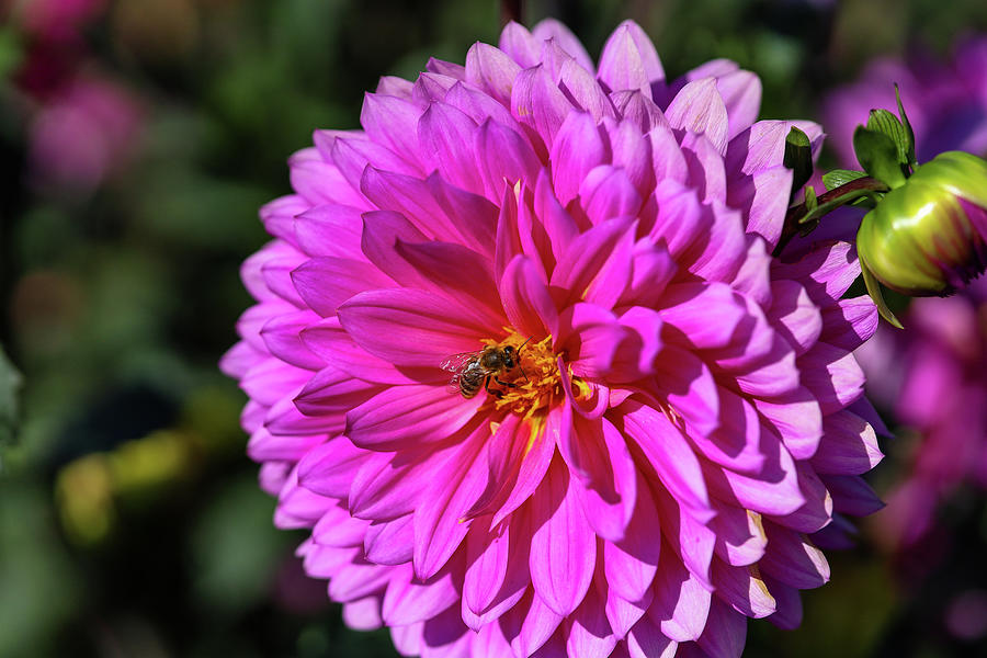 Bee on a purple-pink dahlia Photograph by Aashish Vaidya