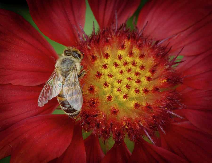 Bee on a Red and Yellow Flower Photograph by David Morehead