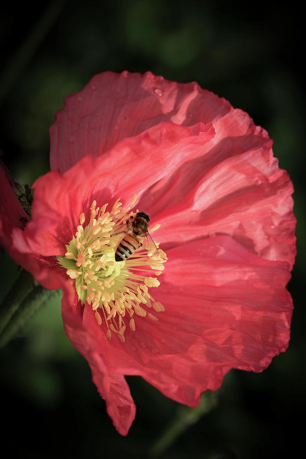 Bee on a red Poppy Photograph by Vanessa Thomas