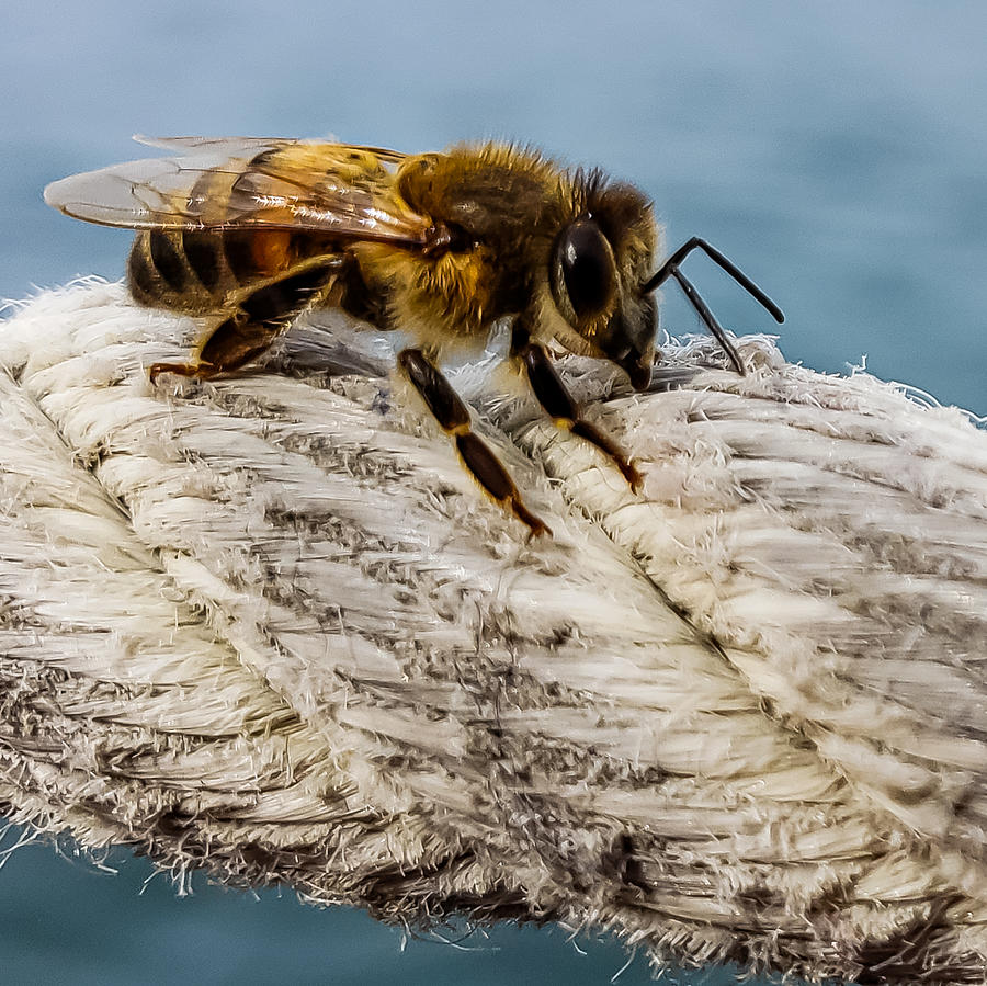 Bee on a Rope Photograph by Bonny Puckett