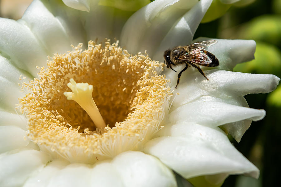 Bee on a Saguaro Blossom Photograph by Bonny Puckett