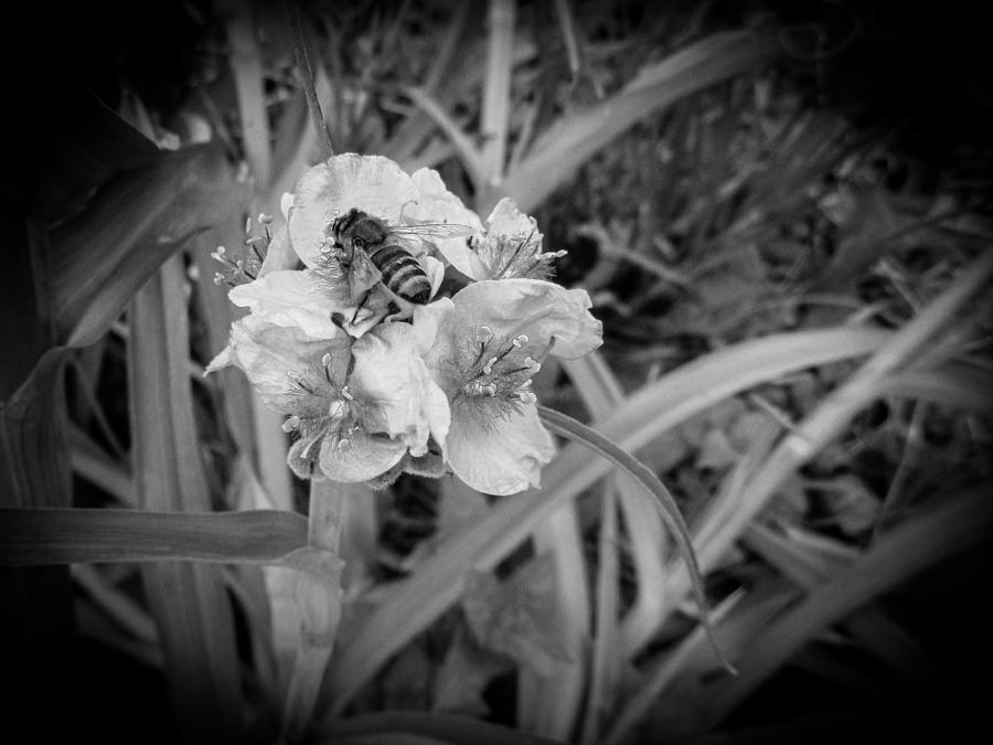 Bee on a Spiderwort Photograph by W Craig Photography