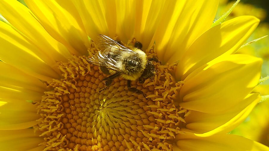 Bee on a sunflower Photograph by Deana Lee Andrew / Foap