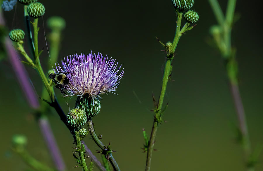 Bee on a Wild Flower Photograph by TJ Baccari | Fine Art America