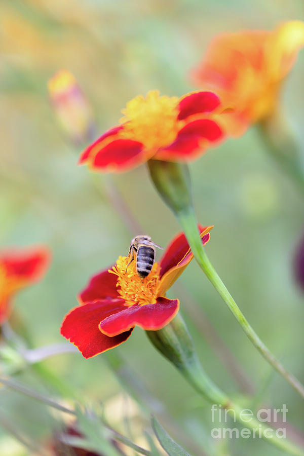 Bee On A Wild Red Marigold Photograph