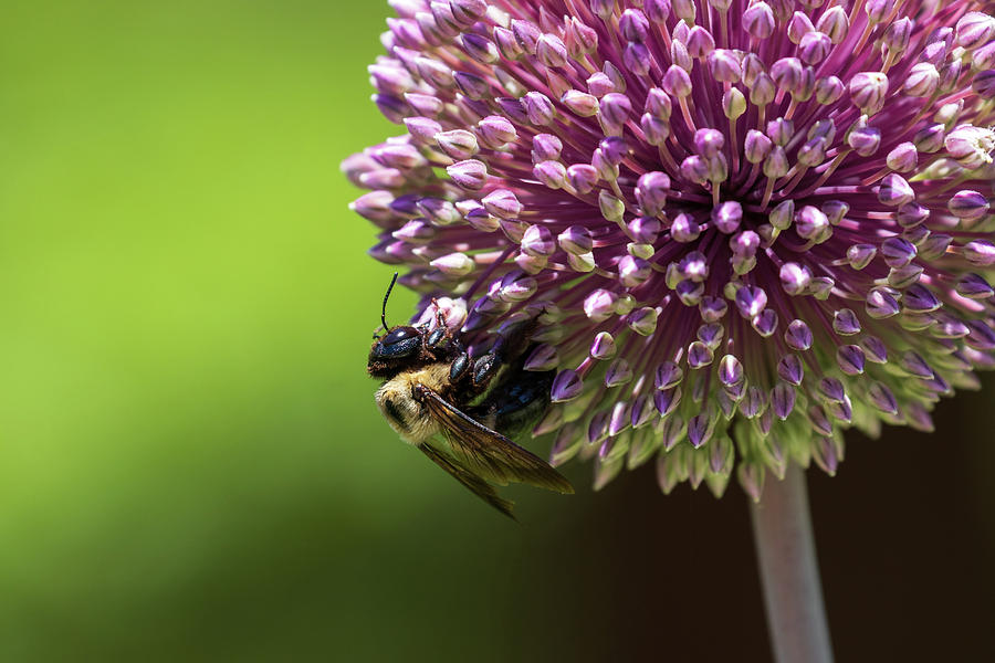 Bee on Allium Photograph by Catherine Avilez