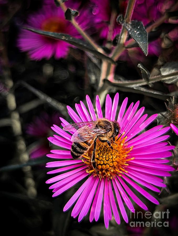 Bee On Aster Photograph by Claudia Zahnd-Prezioso
