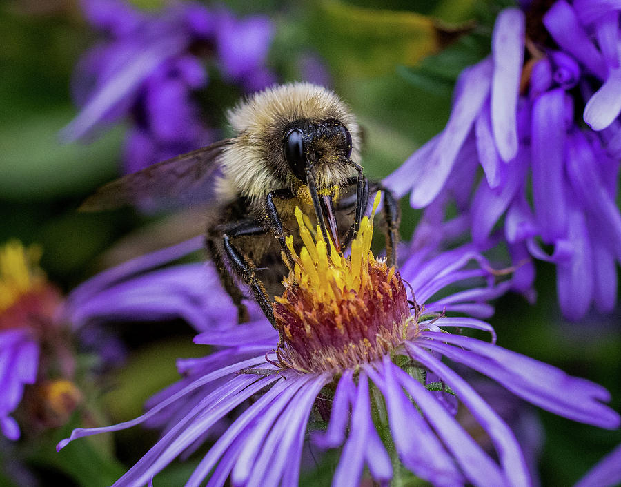 Bee On Aster Photograph