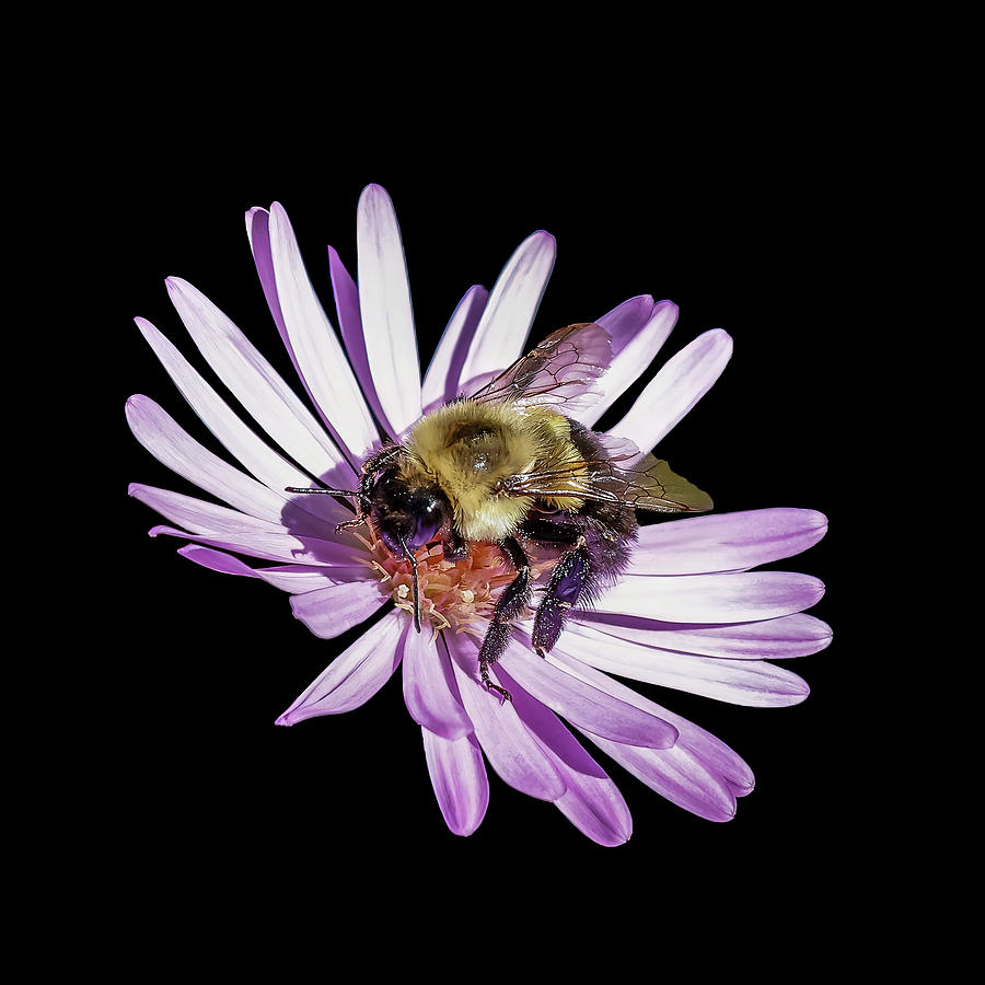 Bee on Aster - Square Photograph by Patti Deters