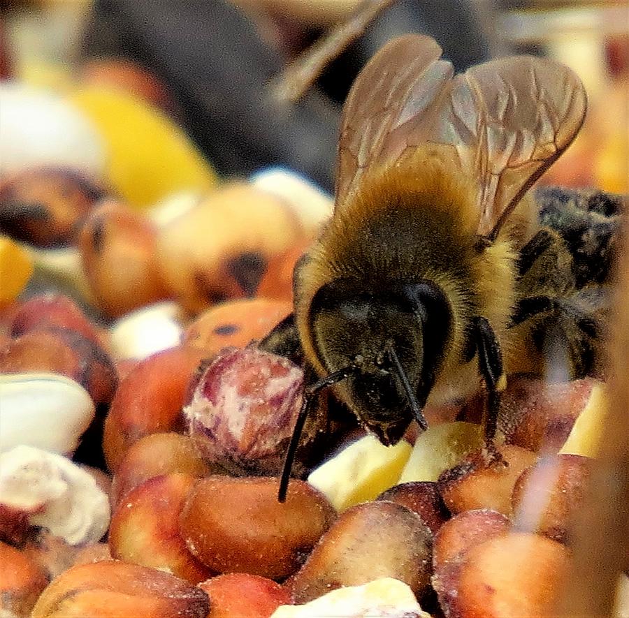 Bee on Bird Seed Photograph by Linda Stern