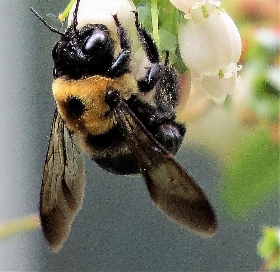 Bee on Blueberry Blossoms Photograph by Linda Stern