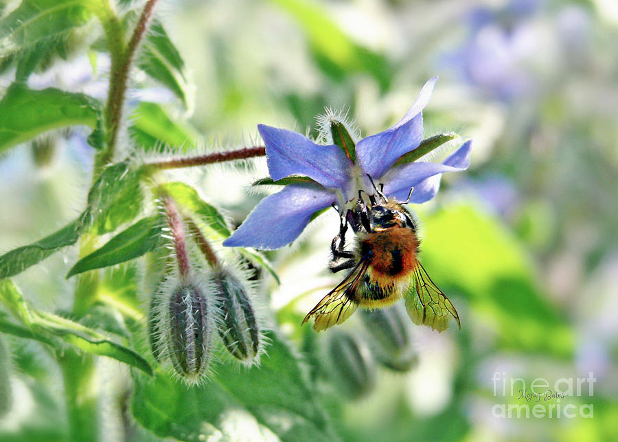 Bee on Borage Photograph by Morag Bates