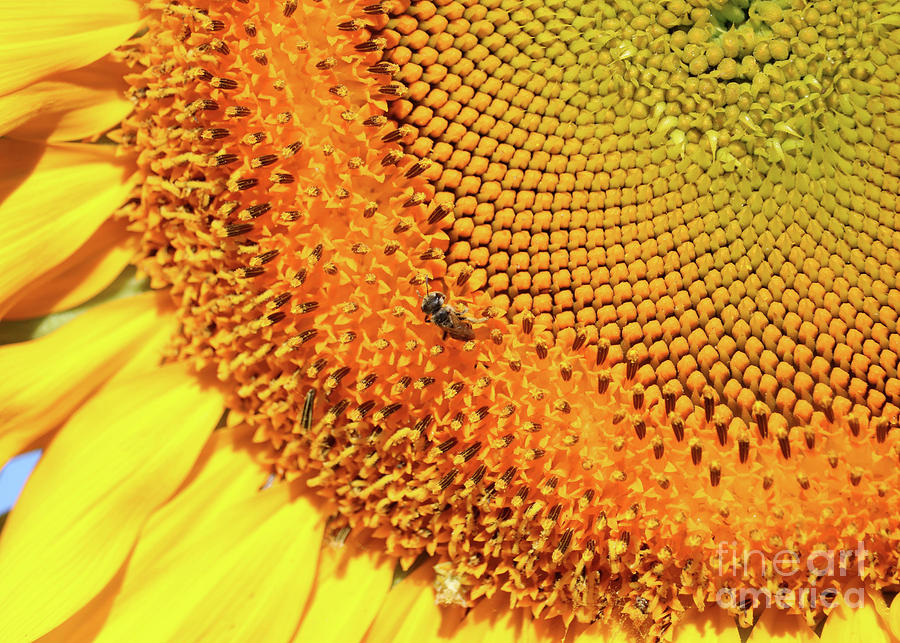 Bee on Bright Sunflower Macro Photograph by Carol Groenen