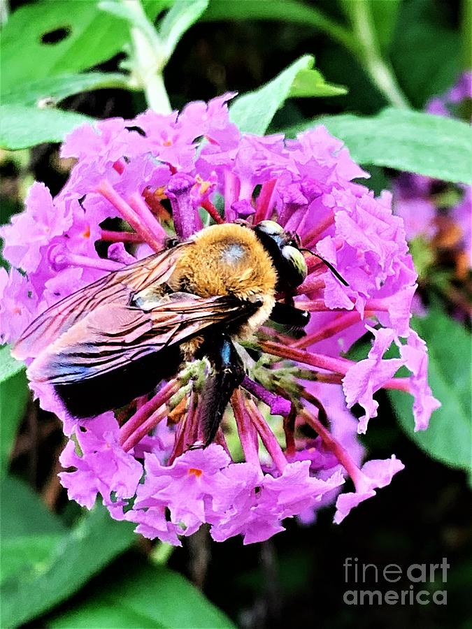 Bee on Butterfly Bush Photograph by Merle Grenz