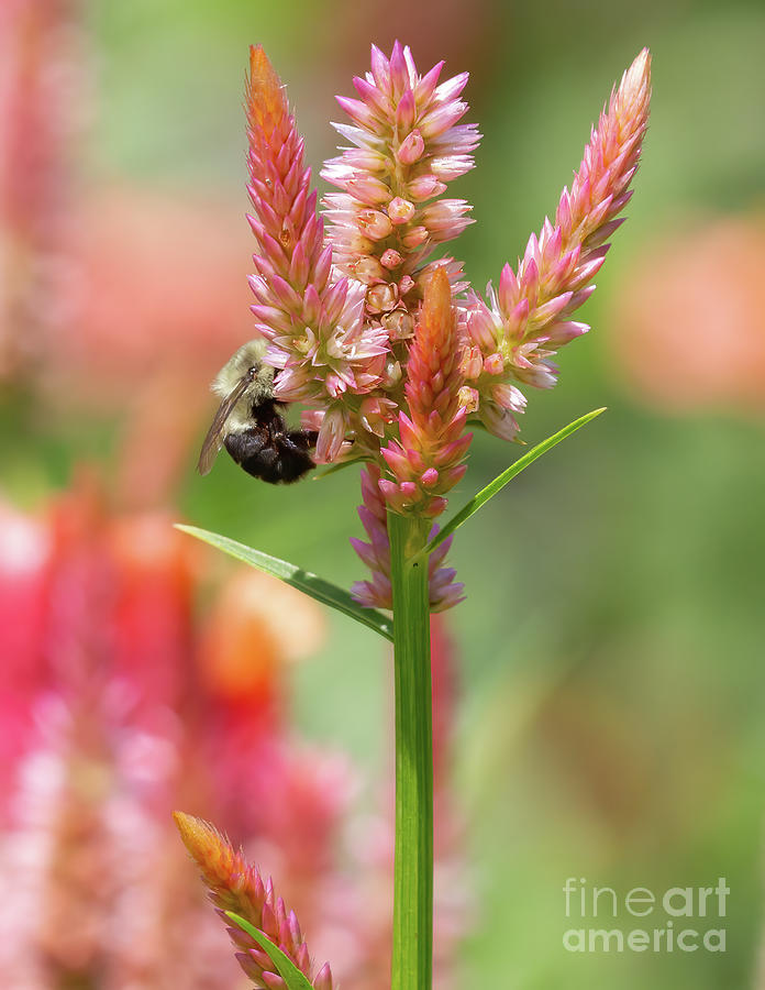 Bee on Celosia Flower Photograph by Chris Scroggins