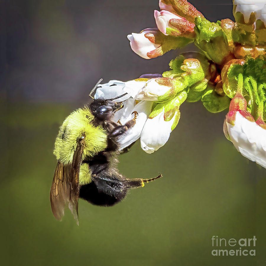 Bee on Cherry Bud Photograph by Bobbie Turner