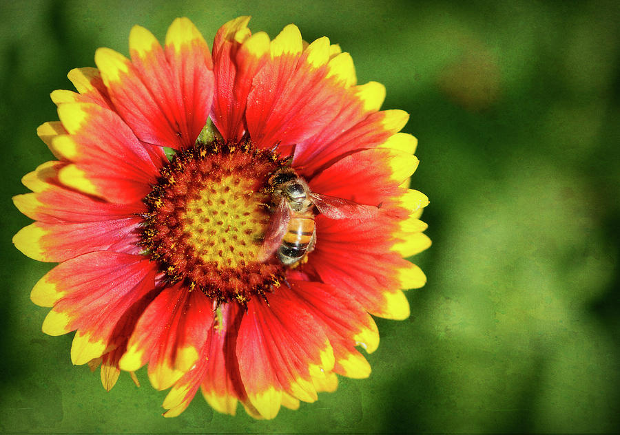 Bee on colorful flower in Spring - Macro photo Photograph by Stephan Grixti