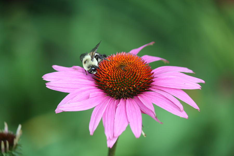 Bee on Coneflower Photograph by Brian C Kane Fine Art America