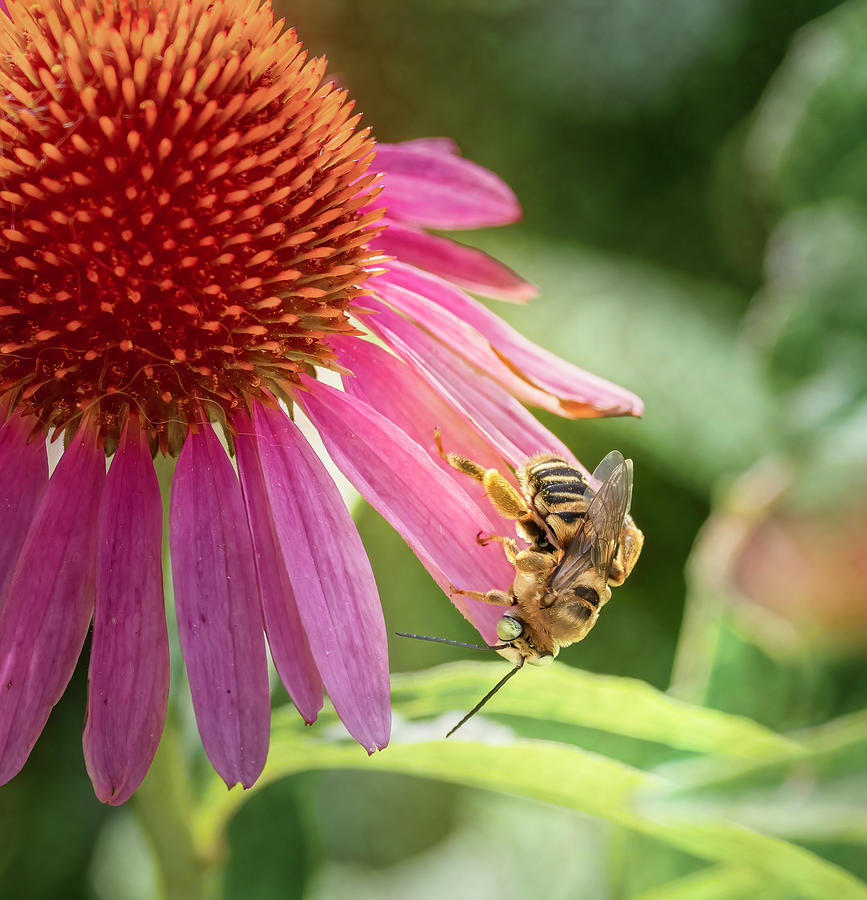 Summer Photograph - Bee on Coneflower by Joan Carroll