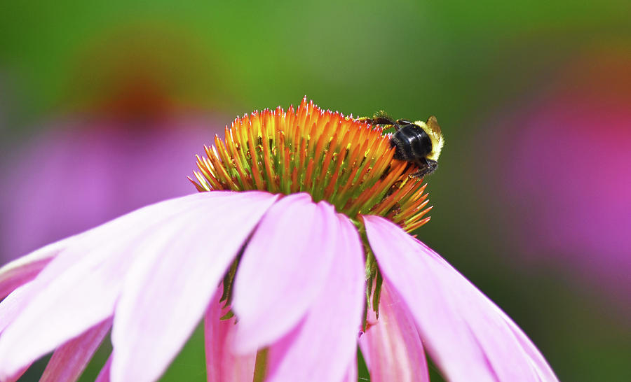 Bee On Coneflower Photograph