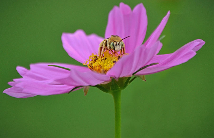 Bee on Cosmos Flower Front View Photograph by Gaby Ethington - Fine Art ...