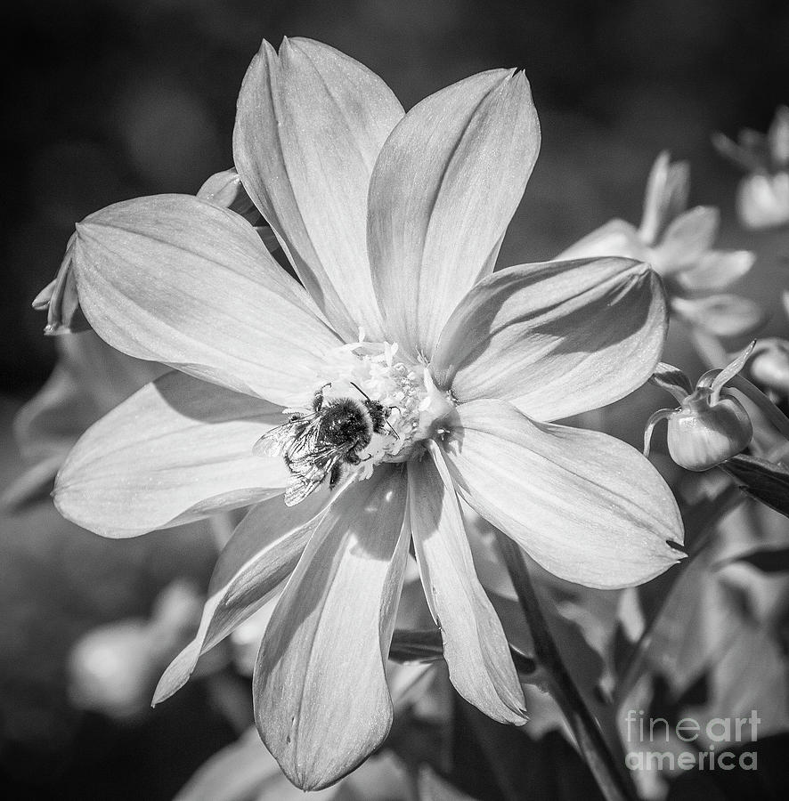 Bee On Cosmos Flower In Black And White Photograph