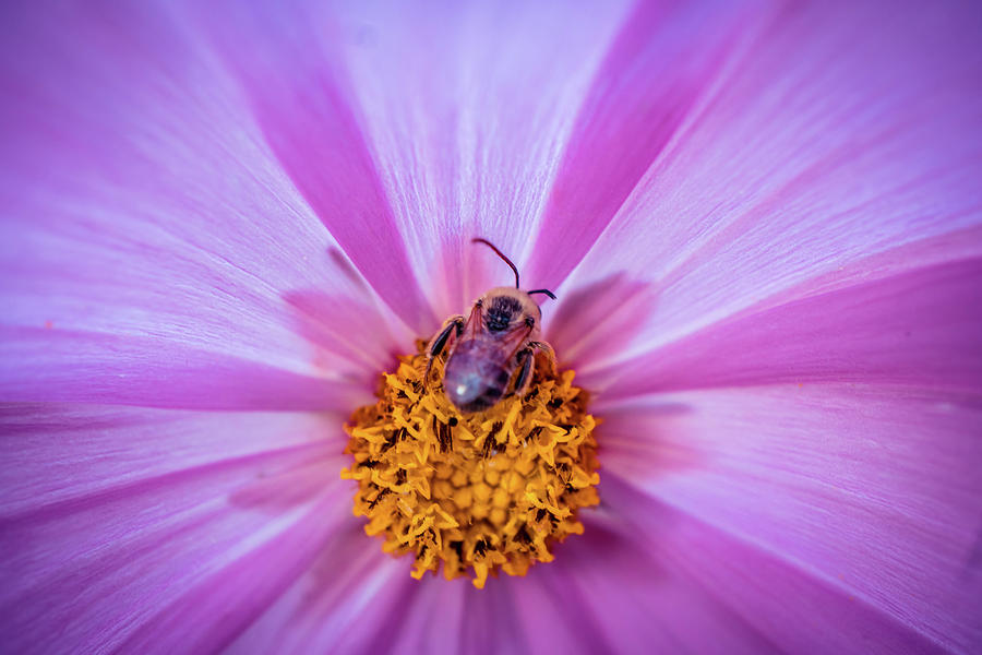 Bee on Cosmos Flower Photograph by Lilia S
