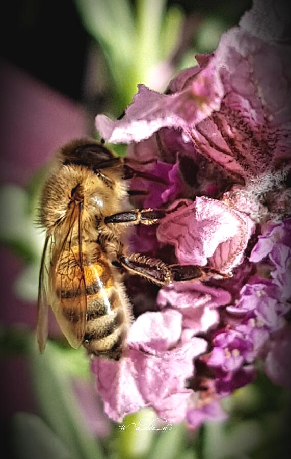 Bee on Double Pink Lavender Photograph by Carol Walden Bee on Double Pink Lavender Photograph by Carol Walden