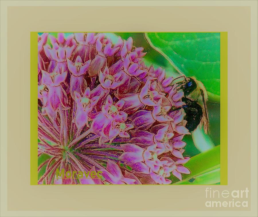Bee on Edge Photograph by Shirley Moravec