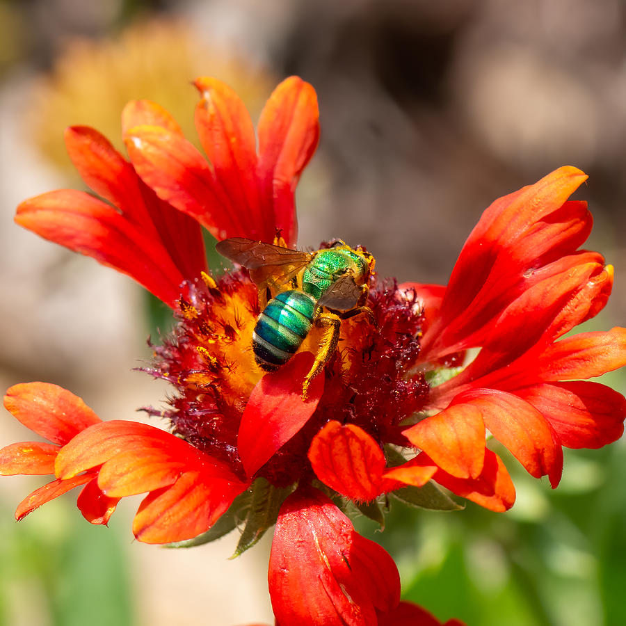 Bee on Flower 3 Photograph by Larry Maras Bee on Flower 3 Photograph by Larry Maras